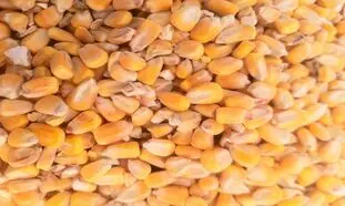 واردات نهاده دامی به صورت گسترده تمهیدات دولت سیزدهم
