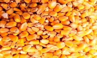 واردات نهاده دامی به صورت گسترده تمهیدات دولت سیزدهم