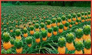 نگاهی به مزرعه پیشرفته کاشت آناناس (ویدیو)