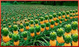 نگاهی به مزرعه پیشرفته کاشت آناناس (ویدیو)