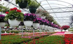 اگر قصد خرید گل و گیاه دارید می توانید به سایت کافه گلدون مراجعه نمایید!