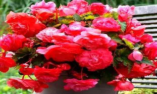 شادابی روح و روان در روز جهانی گل و گیاه