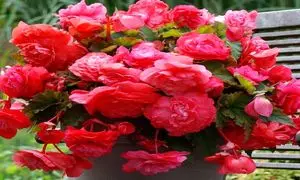 شادابی روح و روان در روز جهانی گل و گیاه
