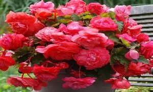 شادابی روح و روان در روز جهانی گل و گیاه