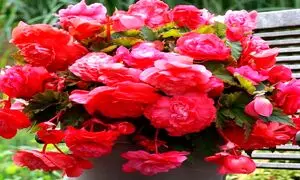 شادابی روح و روان در روز جهانی گل و گیاه