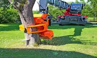 قطع درختان کهن جنگلی با اره برقی مدرن (ویدیو)