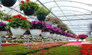 آیا می توانیم از سیستم گرمایشی تابشی برای گلخانه استفاده کنیم؟