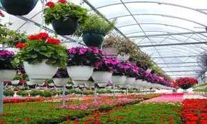 آیا می توانیم از سیستم گرمایشی تابشی برای گلخانه استفاده کنیم؟