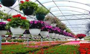 آیا می توانیم از سیستم گرمایشی تابشی برای گلخانه استفاده کنیم؟