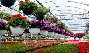 آیا می توانیم از سیستم گرمایشی تابشی برای گلخانه استفاده کنیم؟