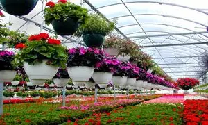 آیا می توانیم از سیستم گرمایشی تابشی برای گلخانه استفاده کنیم؟