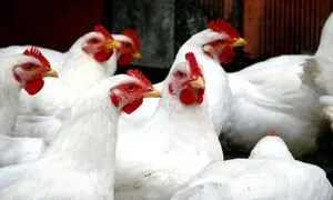 هزاران قطعه مرغ در خطر زنده به گور شدن