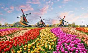 5 دلیل مهاجرت به هلند برای ایرانی ها