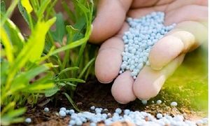 برگزاری نمایشگاه گلپولکس 1401 در گلستان
