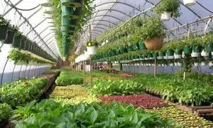 کاربرد گرمایش تابشی در گلخانه