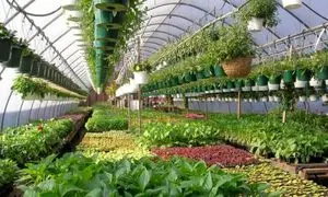 کاربرد گرمایش تابشی در گلخانه