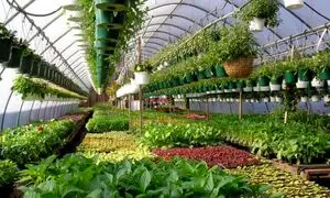 کاربرد گرمایش تابشی در گلخانه
