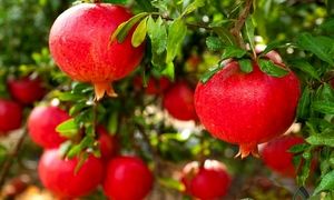 یازدهمین جشنواره انار تهران 1401