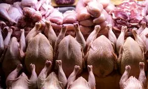 زیان 3 هزار میلیاردی مرغداران از ارزانی مرغ !