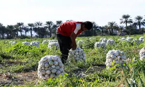 سقوط قیمت پیاز  دولت را دست به جیب کرد