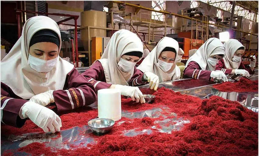 رویداد هزارتو؛ روایت نزدیک از یک روز ویژه در کارخانه زعفران
