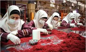 رویداد هزارتو؛ روایت نزدیک از یک روز ویژه در کارخانه زعفران