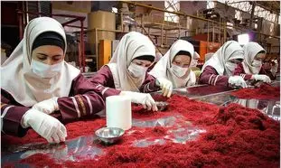رویداد هزارتو؛ روایت نزدیک از یک روز ویژه در کارخانه زعفران