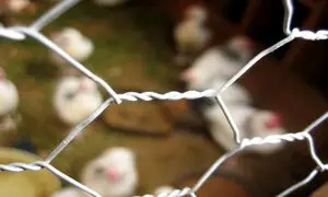 توری مرغی چیست و چه کاربردی دارد؟