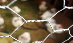 توری مرغی چیست و چه کاربردی دارد؟