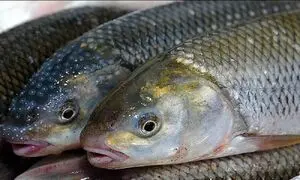 انباشته شدن ماهی های پرورشی روی دست تولیدکنندگان