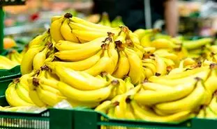 خطر فاسد شدن موز های وارداتی در گمرک