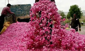 کاهش شدید فروش گلاب در فصل گلاب گیری