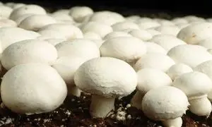 چگونه قارچ باکیفیت را تشخیص دهیم؟