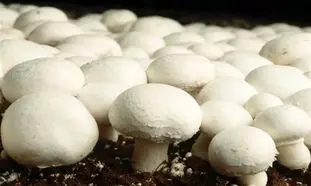 چگونه قارچ باکیفیت را تشخیص دهیم؟