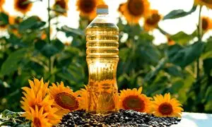 پشت پرده تولید روغن آفتابگردان در کارخانه (ویدیو)