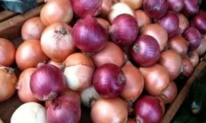 پیازکاران محصول خود را شخم زدند!