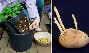 نحوه کاشت سیب زمینی در تراس خانه (ویدیو)