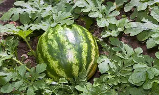 چگونه در خانه هندوانه بکاریم؟ (ویدیو)