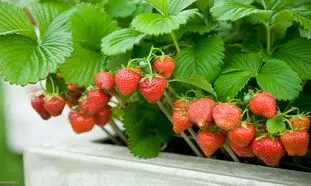 چگونه در خانه توت فرنگی بکاریم؟