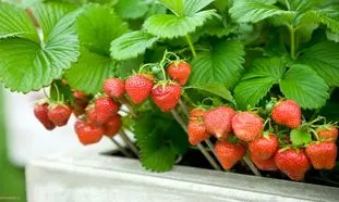 چگونه در خانه توت فرنگی بکاریم؟