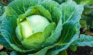 چگونه در خانه کلم پیچ بکاریم؟ (ویدیو)