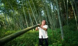 ویدیوی دیدنی از صنعت 100 میلیارد دلاری برداشت چوب بامبو