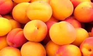 میوه های نوبرانه ارزان می شوند