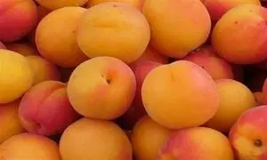 میوه های نوبرانه ارزان می شوند