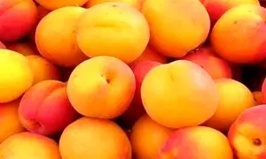میوه های نوبرانه ارزان می شوند