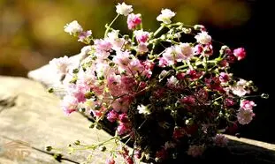 بهترین دسته گل عروس کدام است؟