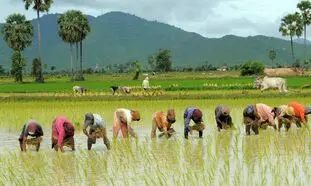 تب شالیزار چیست؟/ شمالی ها هوشیار باشند