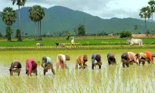تب شالیزار چیست؟/ شمالی ها هوشیار باشند