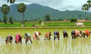 تب شالیزار چیست؟/ شمالی ها هوشیار باشند