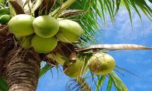 سفر سخت نارگیل از سرزمین های سبز تا قفسه فروشگاه (ویدیو)